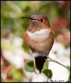 _9SB9004 rufous hummingbird